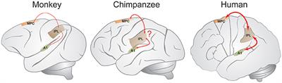 Rhesus Monkeys (Macaca mulatta) Sense Isochrony in Rhythm, but Not the Beat: Additional Support for the Gradual Audiomotor Evolution Hypothesis